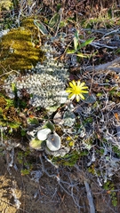 Brachyglottis bellidioides