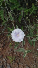 Jacquemontia pringlei