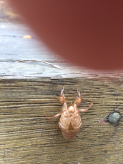 Amphipsalta cingulata