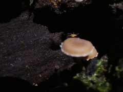 Roridomyces