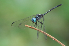 Dythemis nigra