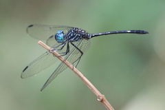Dythemis nigra