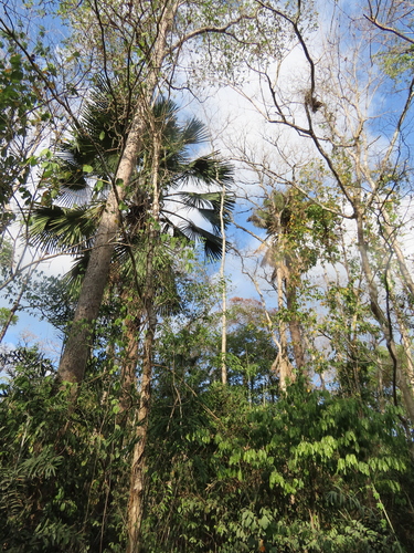 Buri palm (Corypha utan)