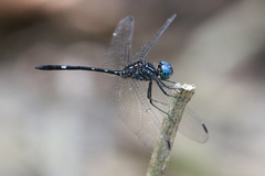 Dythemis nigra