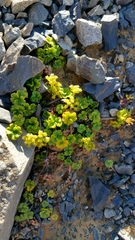 Azorella hydrocotyloides