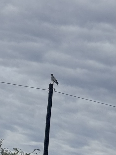 Silver Pale Chanting-Goshawk