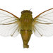 Dugdale's Cicada - Photo (c) Landcare Research New Zealand Ltd, some rights reserved (CC BY)