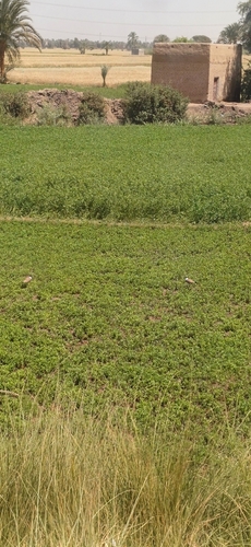 Spur-winged Lapwing
