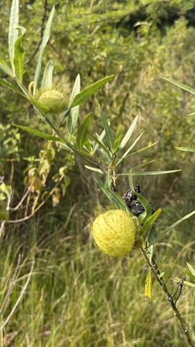 balloonplant