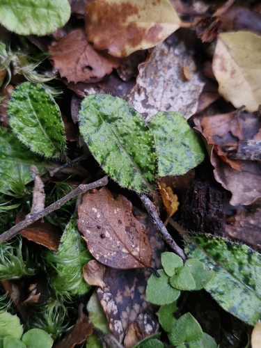 Mazus radicans, photograph 3