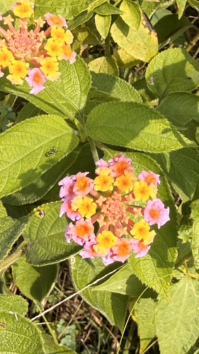 common lantana