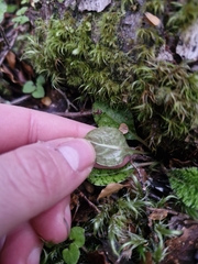 Mazus radicans, photograph (c) Irisa Hudson, some rights reserved (CC BY)