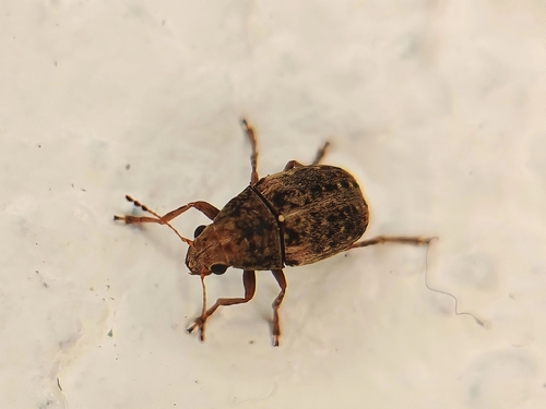 Coffee Bean Weevil