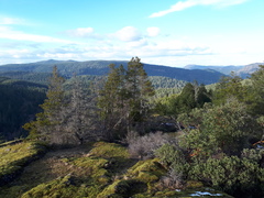 Pinus contorta contorta