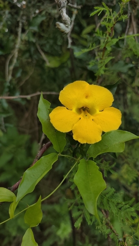 Catclaw vine