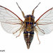 Lanes' Cicada - Photo (c) Landcare Research New Zealand Ltd, some rights reserved (CC BY)