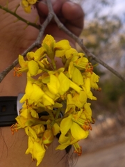 Cenostigma gaumeri
