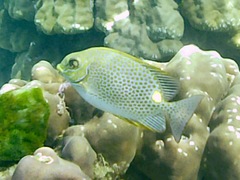 Siganus guttatus
