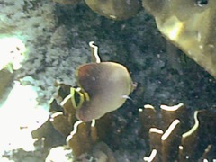 Chaetodon triangulum