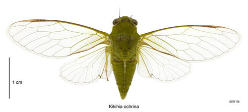 April Green Cicada photo 5
