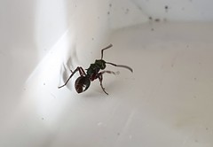 Polyrhachis hookeri