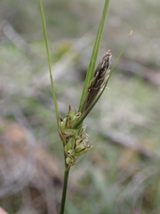 Carex globosa