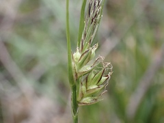 Carex globosa