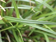 Carex globosa