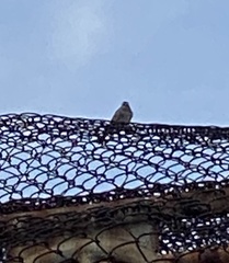 Zonotrichia leucophrys