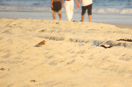 iNaturalist image