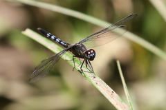 Erythrodiplax kimminsi