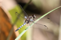 Erythrodiplax kimminsi