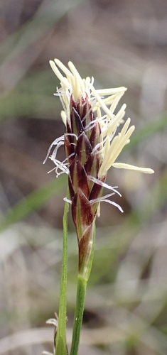 Roundfruit Sedge