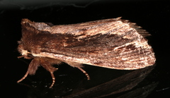 Hylaeora capucina
