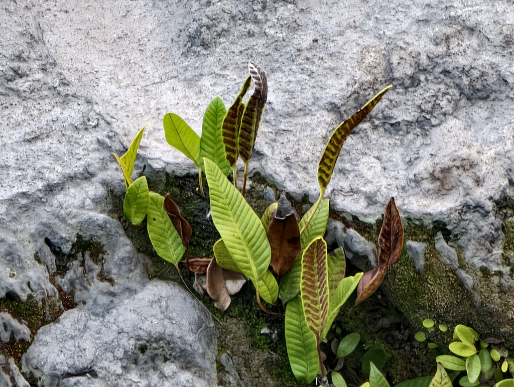 Selliguea feei (Selliguea feei)