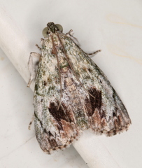 Enchesphora recurvalis