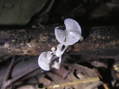 Mycena chlorophos