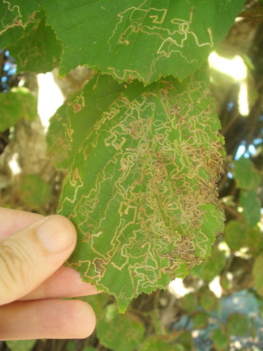 Hazel Leafminer Moth
