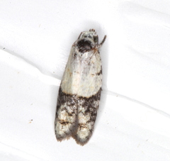 Tracholena sulfurosa