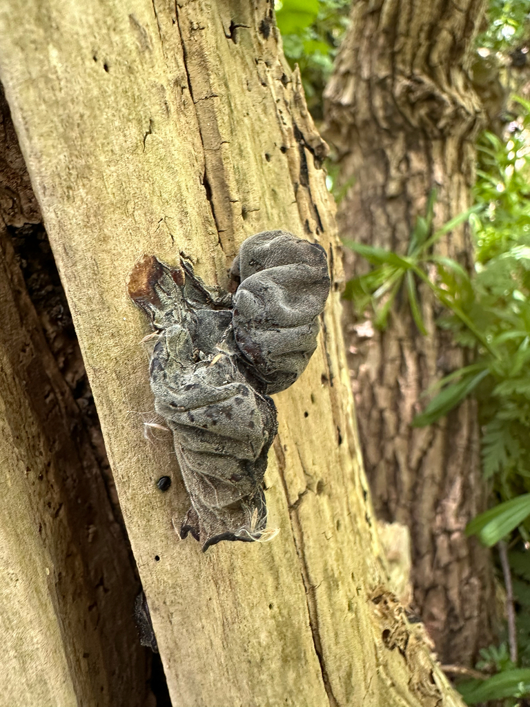 Auricularia auricula-judae · April 2026 · photo: © joshmoleary (iNaturalist, cc-by)
