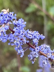 Ceanothus tomentosus olivaceus