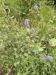 Ceanothus tomentosus olivaceus
