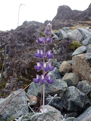 Lupinus albifrons collinus