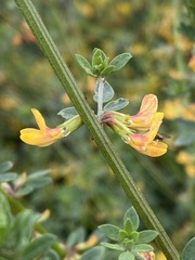 Acmispon watsonii