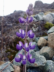 Lupinus albifrons collinus