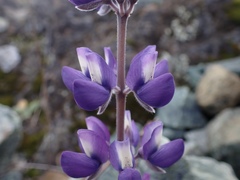 Lupinus albifrons collinus