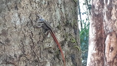 Sphenomorphus dussumieri