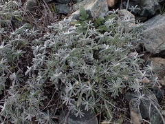 Lupinus albifrons collinus