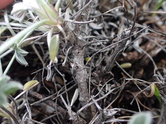 Lupinus albifrons collinus