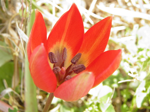 Tulipa hageri